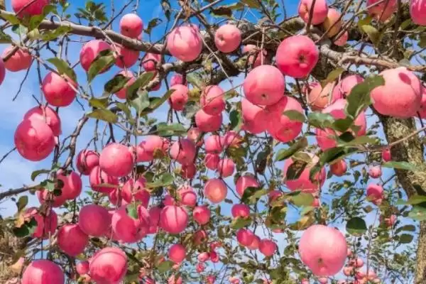 苹果膨大期的管理方法，要做好修剪、套袋、病虫防治等工作插图2