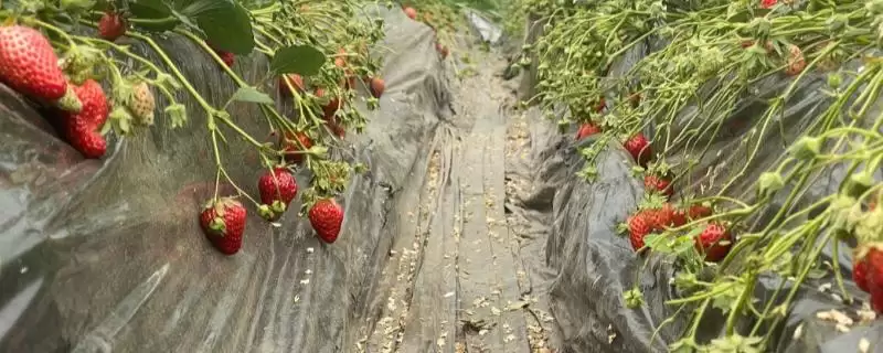 冬季草莓该怎么施肥,每次采摘后也要追肥一次插图 冬季草莓该怎么施肥,每次采摘后也要追肥一次插图