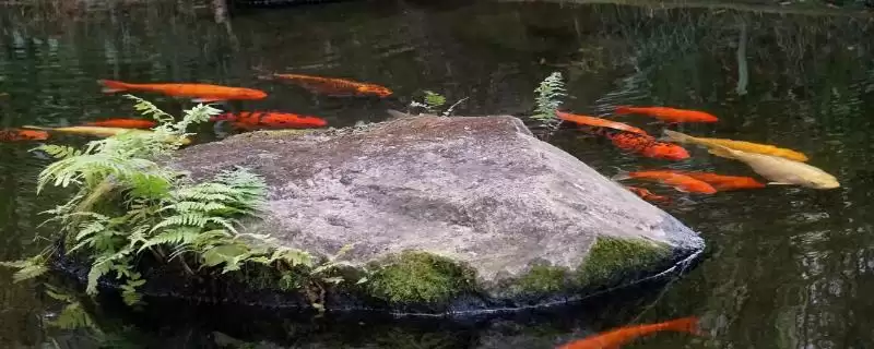 锦鲤的增色饲料 ,喂什么能让锦鲤增色比较快呢-会东网