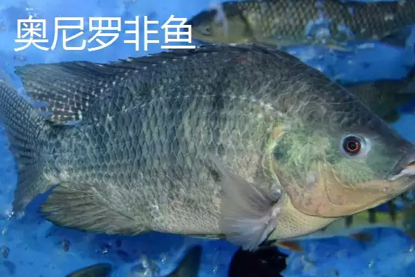 罗非鱼有哪些常见品种 ,罗非鱼的品种多如何培育而来插图4