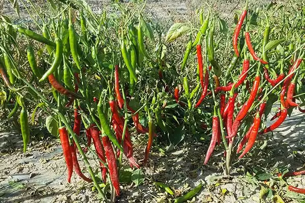 辣椒的种植时间 ,辣椒在春季和秋季种植有何不同？插图2