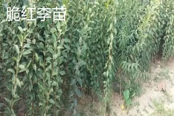 李子属于酸性还是碱性，属于少数酸性水果之一插图6