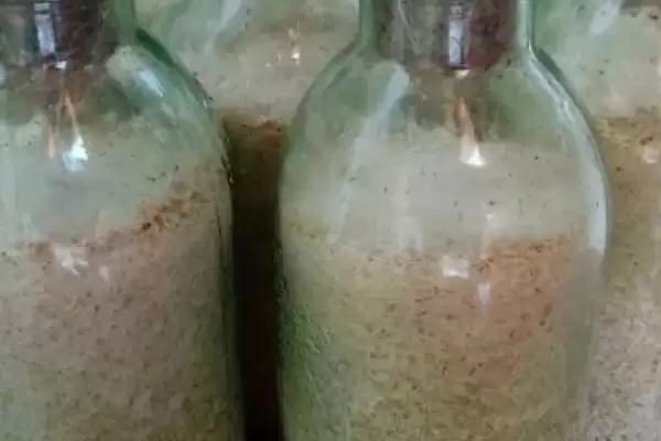 竹笋壳做肥料的可行性和要点？利用竹笋壳做肥料需注意什么？插图1