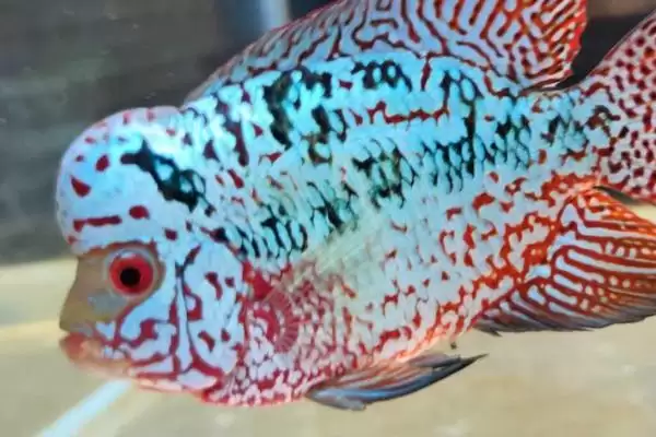 罗汉鱼肠炎的病因和治疗方式有哪些 ,罗汉鱼肠炎因何而起怎么治插图4