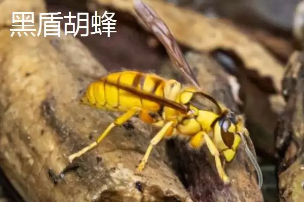 毒蜂的种类，常见以下10种插图10