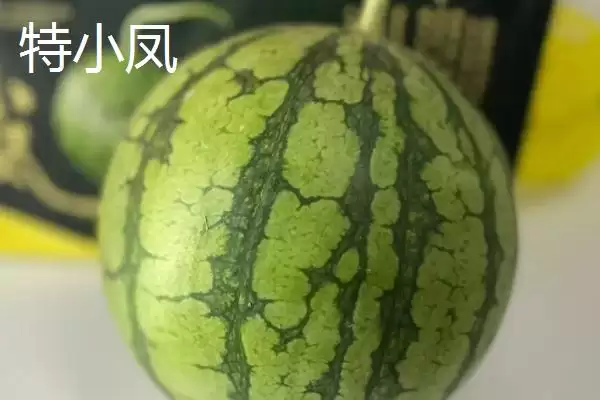 了解西瓜常见品种的方法和重点?认识西瓜品种要做好哪些细节?插图4 了解西瓜常见品种的方法和重点?认识西瓜品种要做好哪些细节?插图4
