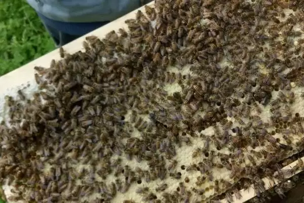 中蜂越冬需要多少饲料，取决于越冬蜂数量和越冬期长短插图2