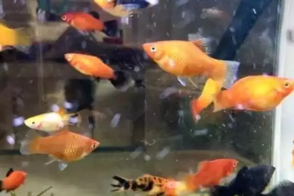 红鱼变黑的原因，主要是由于水中出现细菌引起的插图1