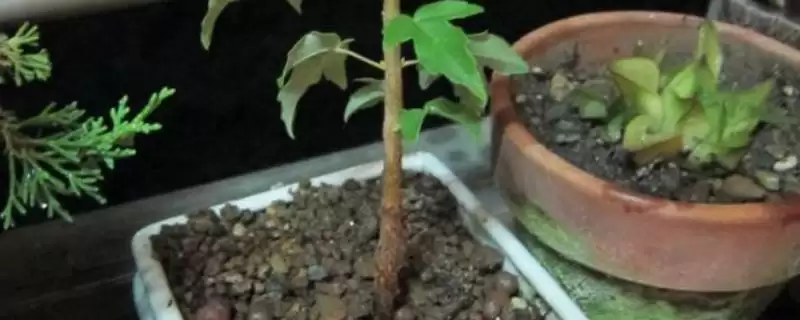 三角枫的繁殖方法？繁殖三角枫要遵循哪些科学的繁殖方法和步骤？-会东网