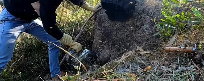 没有蜂群怎么养蜂，可收捕野生蜂群或前往养蜂场购买-会东网