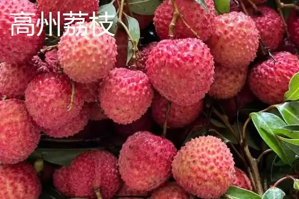 广东省高州市的特产，储良龙眼是著名优良品种插图2