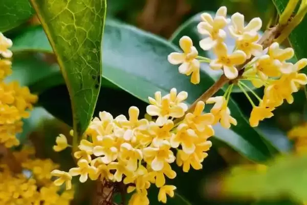 桂花的采摘时间，9-10月份为花期、开花中期适合采收插图8