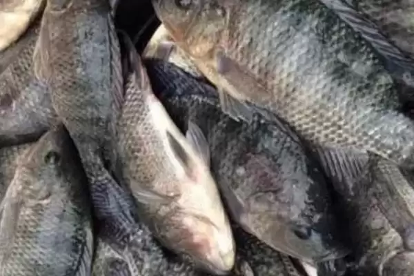 罗非鱼的价格一般是多少 ,罗非鱼的均价在什么范围插图3