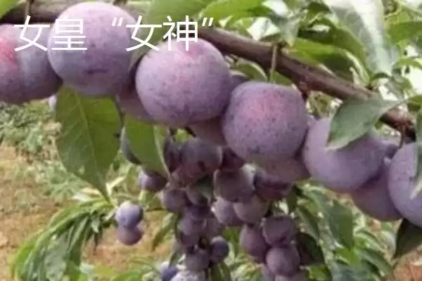 最大的李子品种，目前我国最大李子品种是黑巨王李子插图5