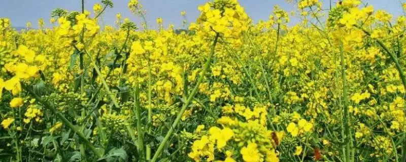 油菜高产栽培技术，长江流域的播期最迟不超过10月中旬-会东网