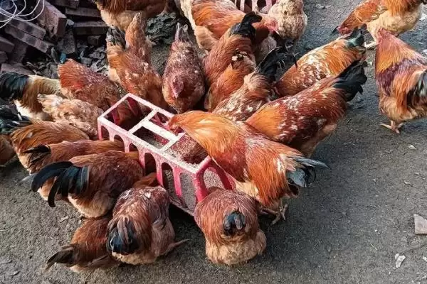 计算散养土鸡成本的方法和重点？养鸡要做好哪些成本核算？插图10