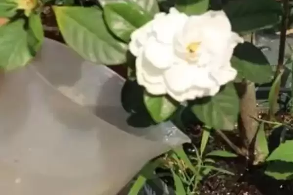 了解栀子花开花季节的方法和重点?了解栀子花开花季节要做好哪些细节?插图2 了解栀子花开花季节的方法和重点?了解栀子花开花季节要做好哪些细节?插图2