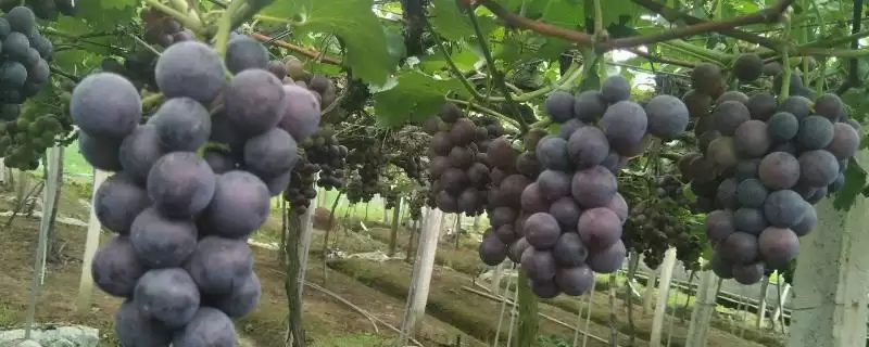 葡萄种类大集合：巨峰葡萄、红提等常见品种介绍-会东网