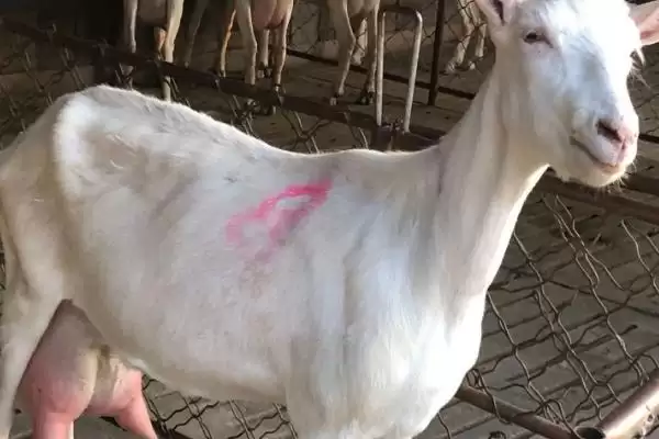 奶羊产奶的真相：不交配就不能泌乳的生理奥秘插图1