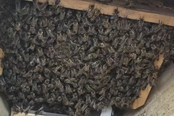 养蜂技术指导人工分蜂，王台封盖时便可以准备分蜂插图2