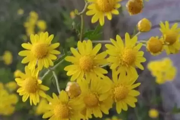 判断野菊花冬季是否会冻死的方法和重点？判断野菊花冬季是否会冻死要做好哪些细节？插图3
