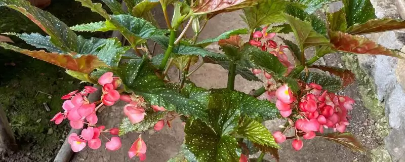 竹节海棠不开花的原因和解决要点？解决竹节海棠不开花需注意什么？-会东网