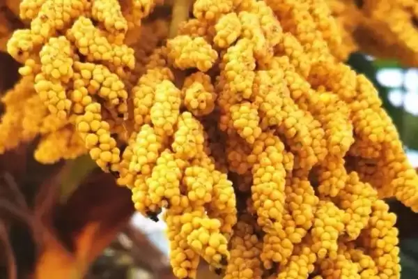 棕树花食用性的要点和依据？判断棕树花能否吃需注意什么？插图2