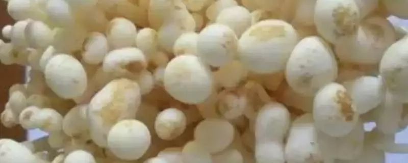 金针菇黑斑病的防治方法 ,如何防治金针菇黑斑病问题-会东网