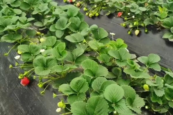 草莓长了匍匐茎还能开花吗，及时处理的话还可以开很多花插图3