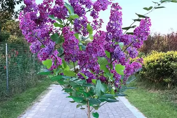 怎么养丁香花盆栽，冬季养殖时需要移至室内插图5