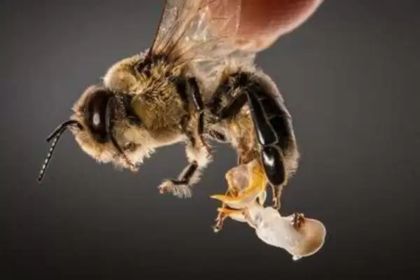 蜂王是如何产生的，分为自然分蜂王、自然交替王、急造王、人工王四种插图8