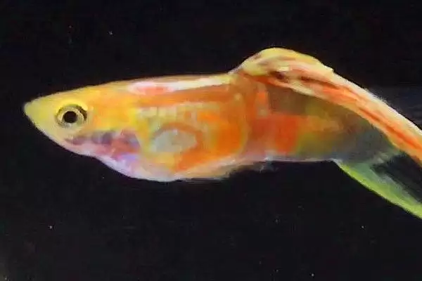 孔雀鱼蹭缸底的原因 ,如何判断鱼缸内是否有病菌呢？插图2