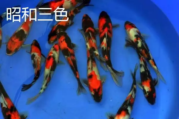 锦鲤的常见品种 ,锦鲤有哪些常见的品种类型呢插图3