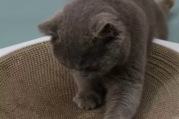 猫为什么要进行磨爪子行为 ,猫磨爪为使爪锋利并标识领地插图2