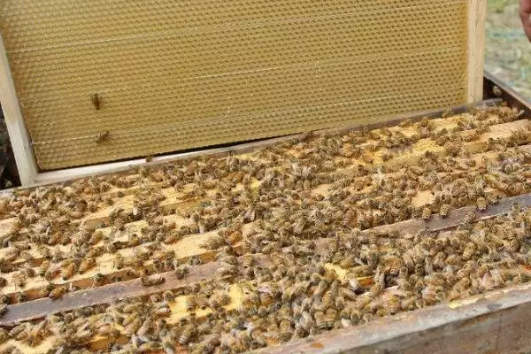 蜜蜂爬蜂病的种类，不同种类的防治方法不同插图2