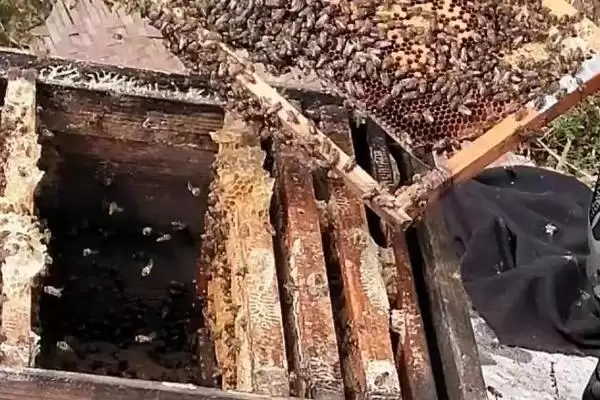 一箱蜜蜂的价格，通常需要300-600元左右插图2