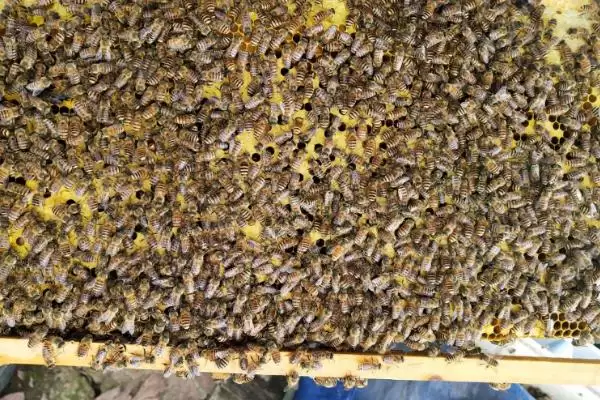 如何有效用卫生球防治蜂螨，研成粉末后放入蜂箱底部即可插图7