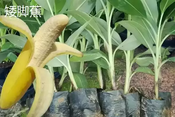 台湾香蕉的主要栽培品种，常见的有李林蕉、玫瑰蕉、旦蕉等插图10