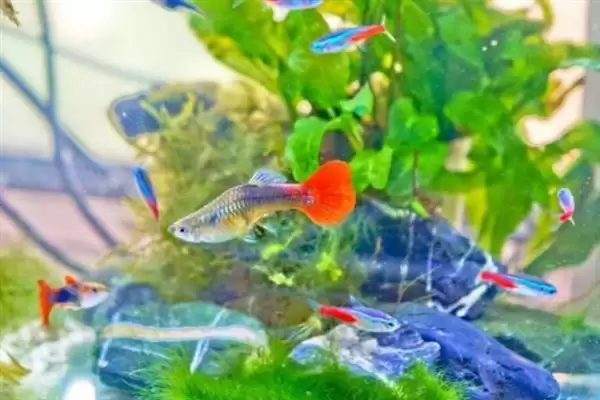 孔雀鱼的鱼类属性 ,孔雀鱼属于热带鱼还是冷水鱼呢？插图2