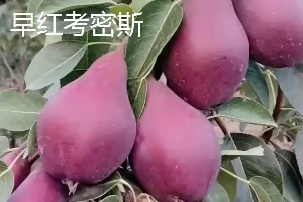 认识优质梨子品种的方法和重点？认识优质梨子品种要做好哪些细节？插图5