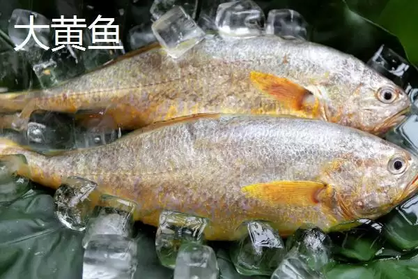 海水鱼养殖福音：大黄鱼和海鲈鱼等好养鱼种介绍插图1