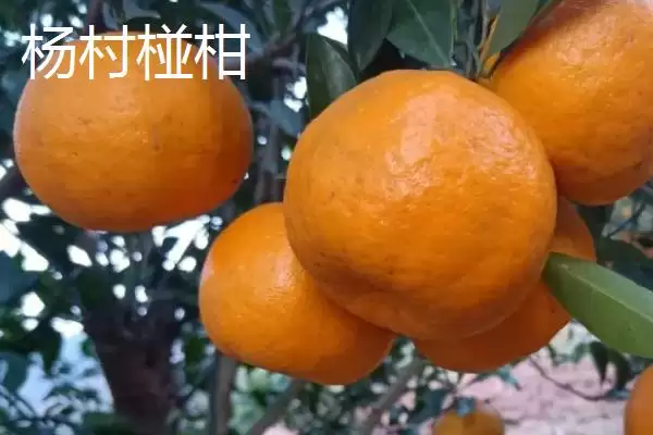 广东紫金县的特产，八刀汤是当地的招牌美食插图11
