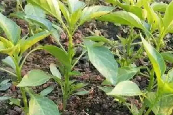 辣椒苗的价格范围 ,辣椒苗一株的价格是多少左右呢？插图3