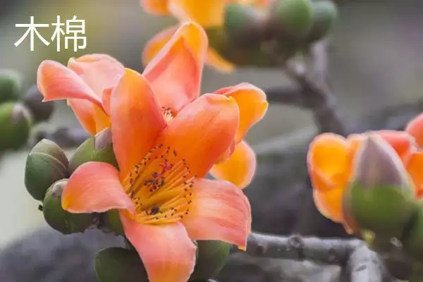 美丽异木棉和木棉有什么区别呢 ,美丽异木棉和木棉科属、形态、习性不同插图4