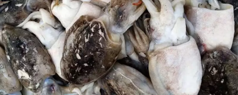 墨鱼要怎么进行养殖才可以呢 ,墨鱼选合适海域后可用网箱进行养殖-会东网