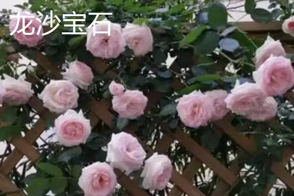 认识月季品种的方法和重点？认识月季品种要做好哪些细节？插图7