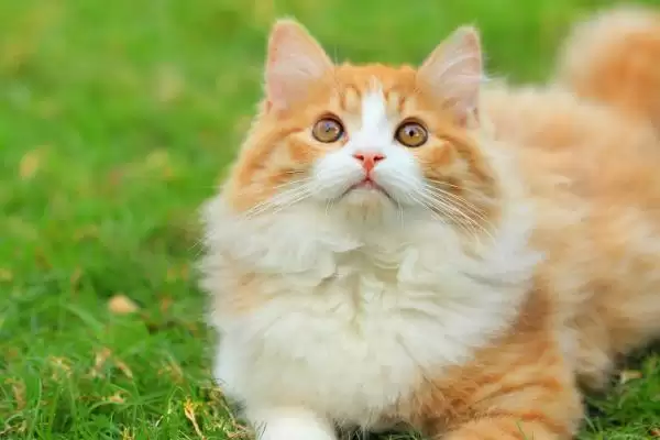 母猫什么时候闹猫最严重呢 ,母猫 6 月龄时晚上闹猫的情况会较严重插图2