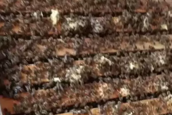 人工分蜂后如何管理蜂群，一定要坚持奖励饲喂插图1