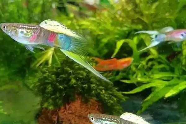 孔雀鱼的鱼类属性 ,孔雀鱼属于热带鱼还是冷水鱼呢？插图3