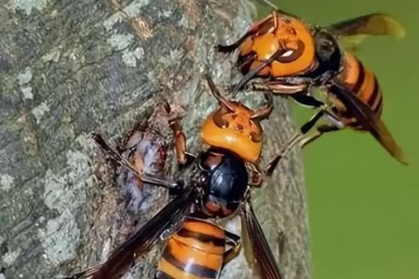 虎头蜂的天敌，主要有老鼠、蜘蛛、黄尾巢螟等插图1